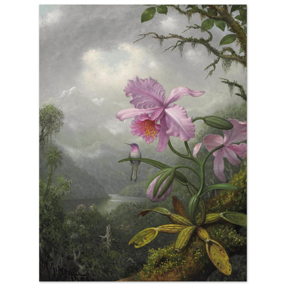 Hummingbird Perched on the Orchid Plant  by Martin Johnson Heade