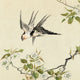 WOODBLOCK PRINTS