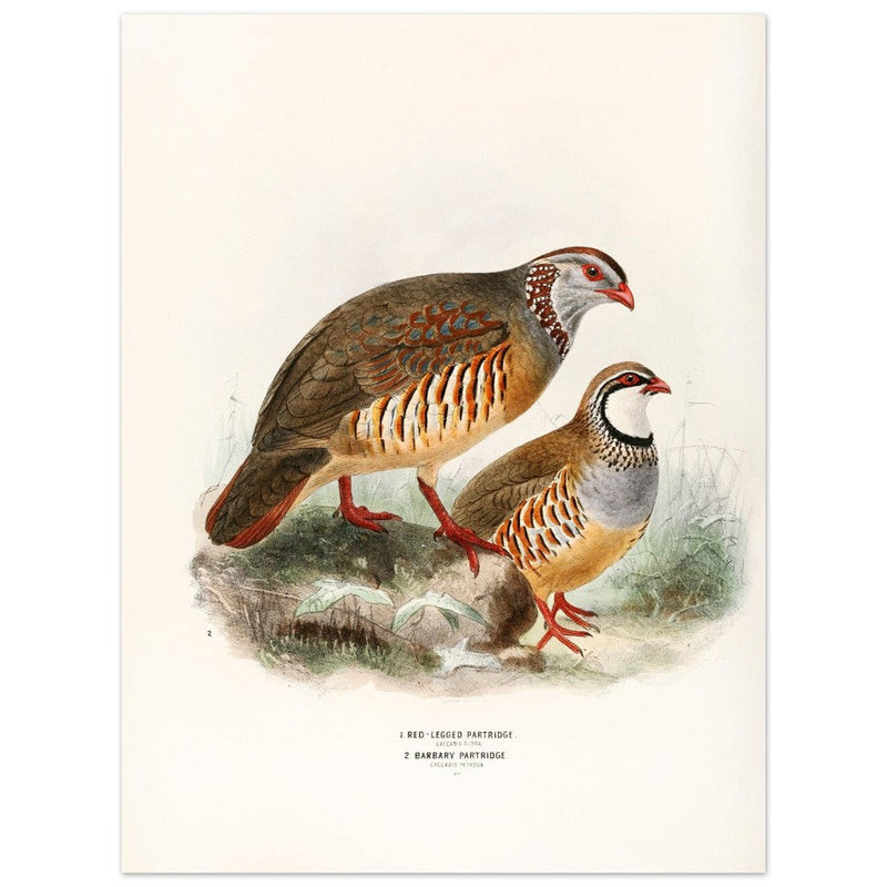 Red legged and barbary partdridges. Vintage bird print.   XIX beautiful illustration of european birds collection.