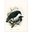 Carrion and hooded crows. Vintage bird print.   XIX beautiful illustration of european birds collection.