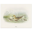 Pintail duck with duclings . Vintage bird print .   XIX beautiful illustration of european birds collection.