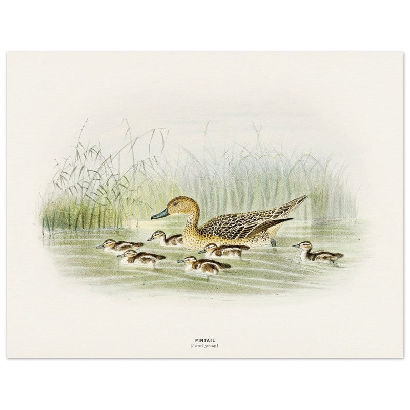Pintail duck with duclings . Vintage bird print .   XIX beautiful illustration of european birds collection.