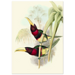 Art print of two vintage red toucans by John Gould XIX Century. Antique bird painting