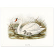 Mute swan . Vintage bird print .   XIX beautiful illustration of european birds collection.
