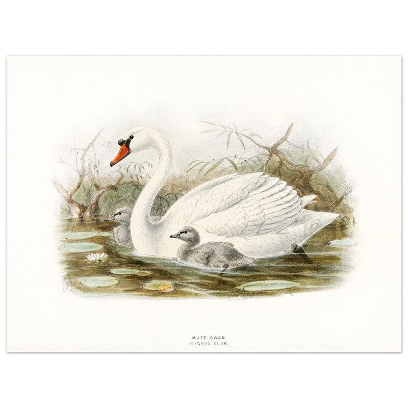 Mute swan . Vintage bird print .   XIX beautiful illustration of european birds collection.