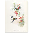 Hummingbirds  by John Gould XIX century . A Monograph of the Trochilidae.