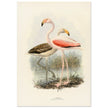 Flamingoes . Vintage bird print .   XIX beautiful illustration of european birds collection.