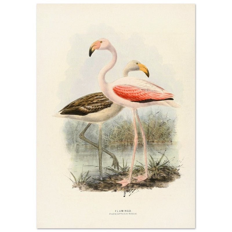 Flamingoes . Vintage bird print .   XIX beautiful illustration of european birds collection.