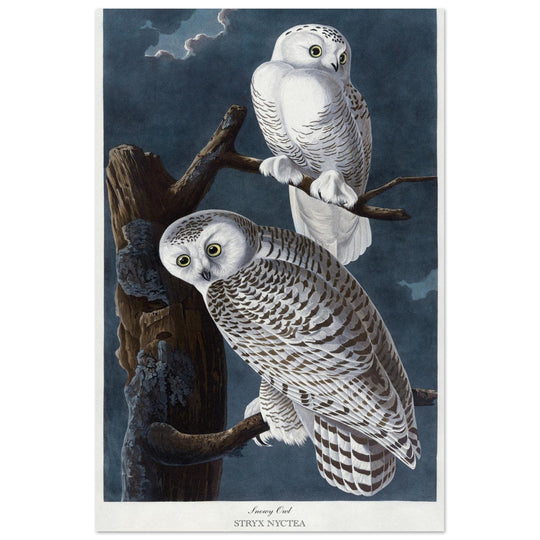 Snowy owl Stryx Nyctea by Robert Havell after James Audubon