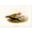 Black bellied sandgrouse birds. Vintage bird print.   XIX beautiful illustration of european birds collection.