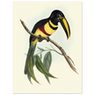 Toucan by John Gould XIX Century. Antique bird illustration
