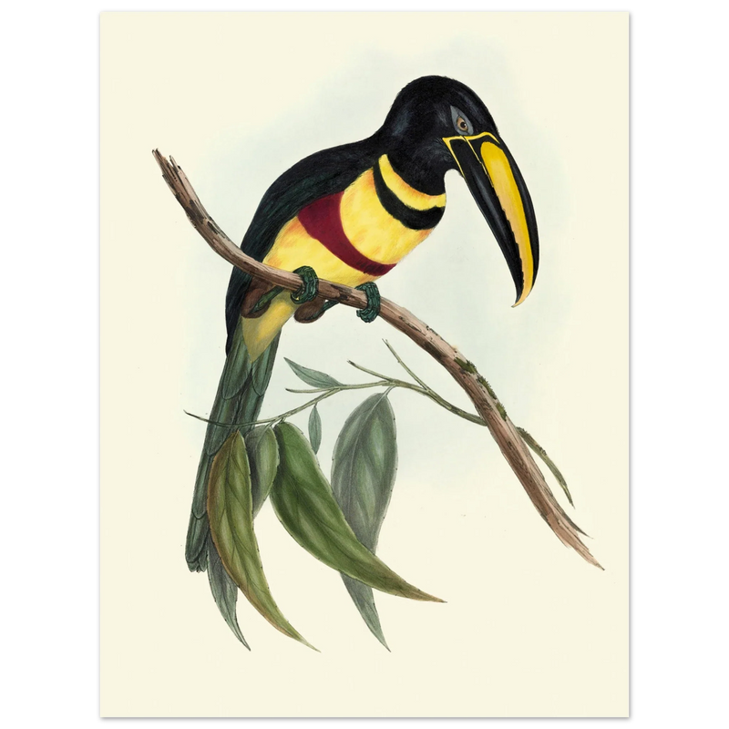 Toucan by John Gould XIX Century. Antique bird illustration