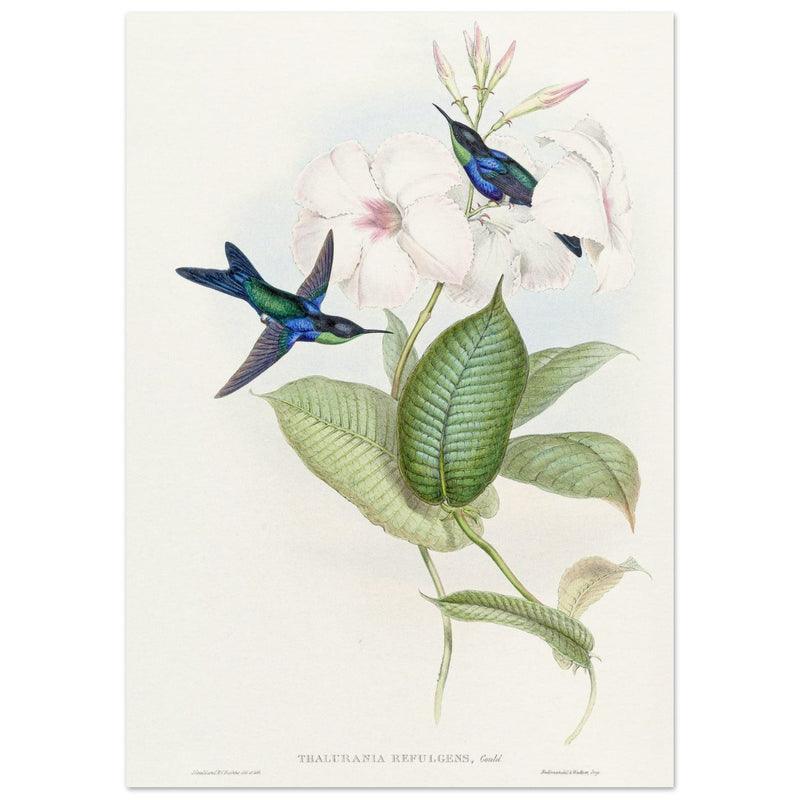 Hummingbirds by John Gould XIX century . A Monograph of the Trochilidae. 004848