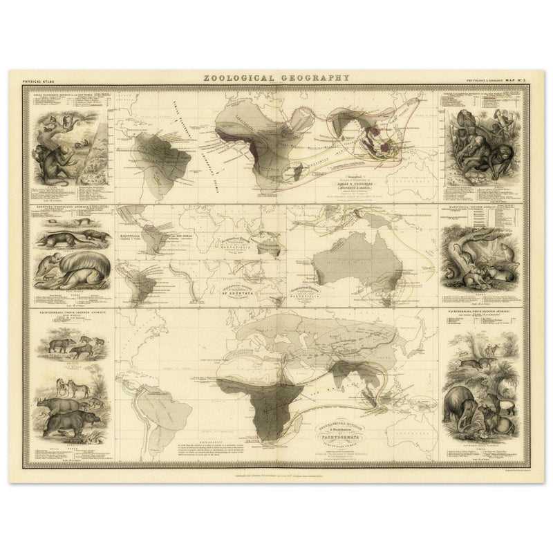 Mammiferous animal distribution old map  poster 1848 by Alexander Keith Johnston