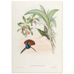 Hummingbirds  by John Gould XIX century . A Monograph of the Trochilidae. 4906