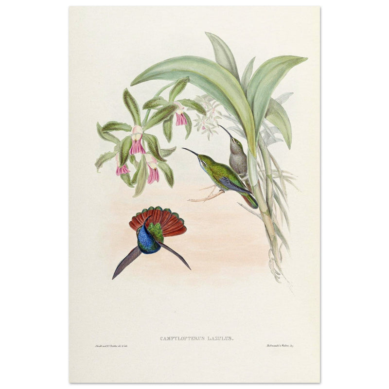 Hummingbirds  by John Gould XIX century . A Monograph of the Trochilidae. 4906
