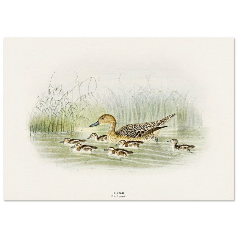 Pintail duck with duclings . Vintage bird print .   XIX beautiful illustration of european birds collection.