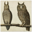 Scops Owl and Long-eared Owl vintage illustration.
