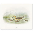 Pintail duck with duclings . Vintage bird print .   XIX beautiful illustration of european birds collection.