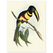 Toucan by John Gould XIX Century. Antique bird illustration