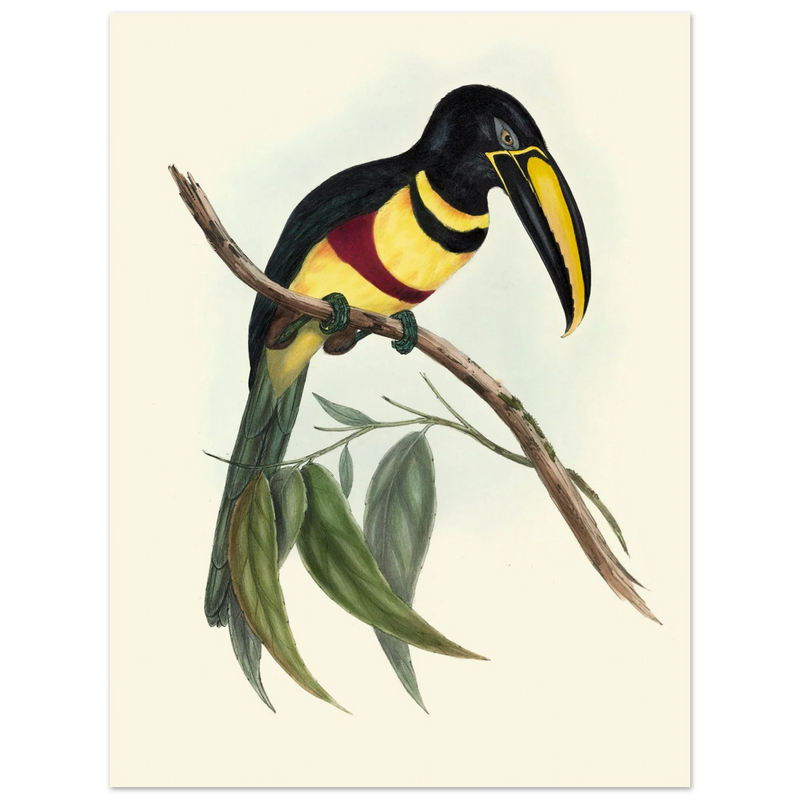 Toucan by John Gould XIX Century. Antique bird illustration