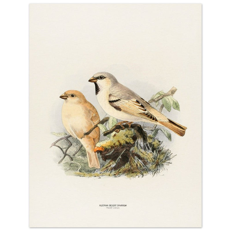 Algerian desert sparrow. Vintage bird print.   XIX beautiful illustration of european birds collection.