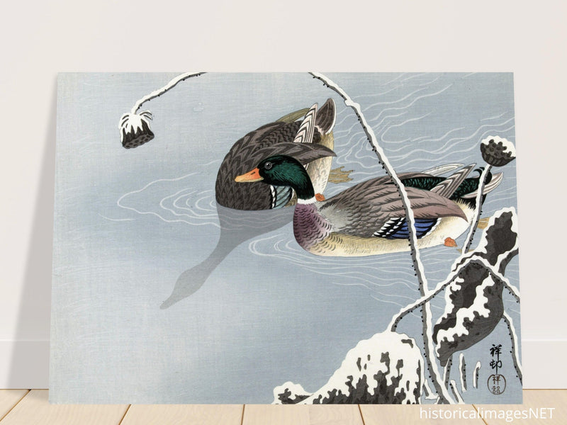 Two Mallards near a Snow-Covered Lotus by Ohara Koson