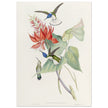 Hummingbirds  by John Gould XIX century . A Monograph of the Trochilidae.