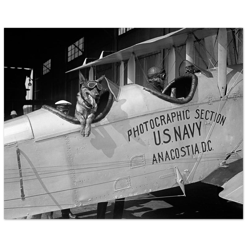 Police dog disguised as a pilot at the Naval Air Station