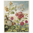 About Robins vintage cute bird illustration by Lady Lindsay II