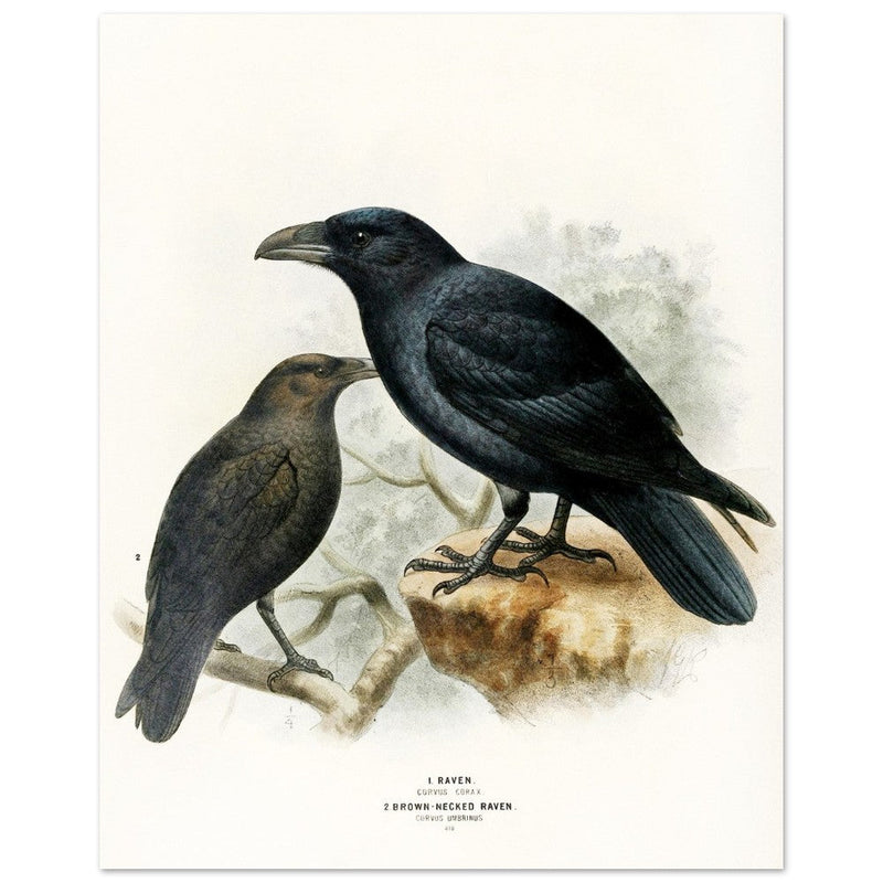 Raven and brown necked raven birds. Vintage bird print.   XIX beautiful illustration of european birds collection.
