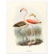 Flamingoes . Vintage bird print .   XIX beautiful illustration of european birds collection.