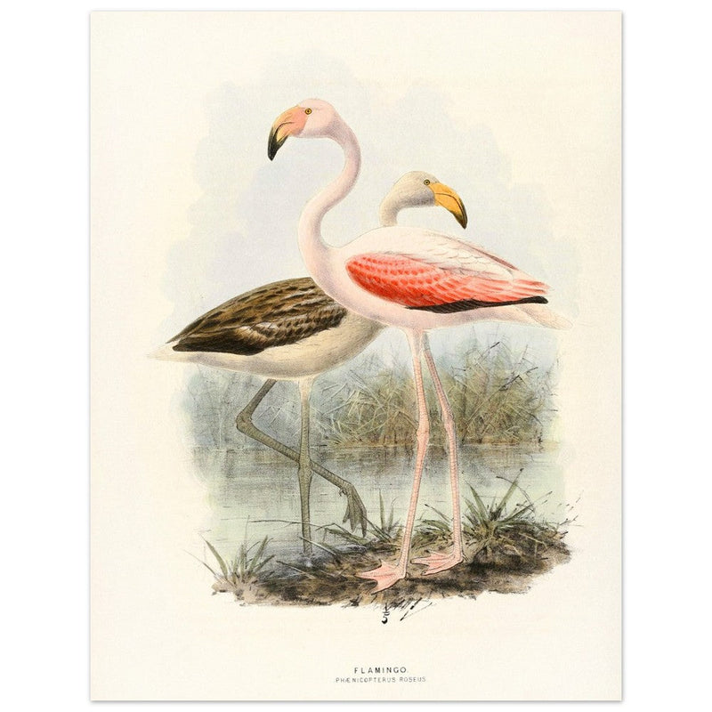 Flamingoes . Vintage bird print .   XIX beautiful illustration of european birds collection.