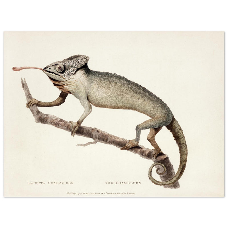 The Chameleon. Lacerta Chameleon by George Shaw 1792. Poster reproduction of an old historic illustration..