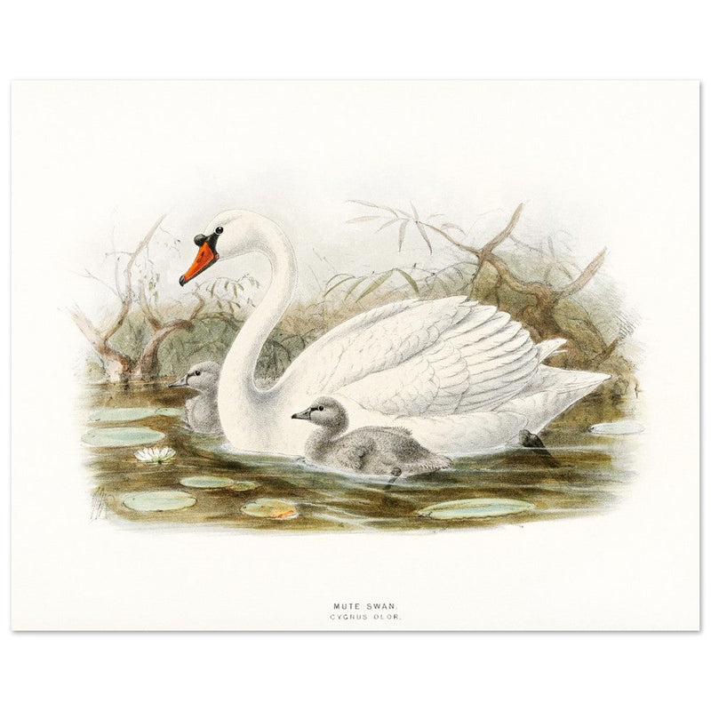 Mute swan . Vintage bird print .   XIX beautiful illustration of european birds collection.