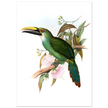 Art print / canvas of vintage green toucan by John Gould XIX Century. Antique bird painting