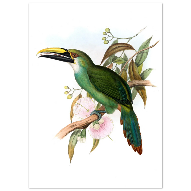 Art print / canvas of vintage green toucan by John Gould XIX Century. Antique bird painting