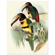 Art print of beautiful vintage toucans birds by John Gould XIX Century.