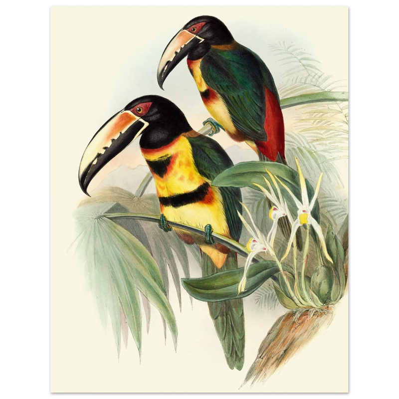 Art print of beautiful vintage toucans birds by John Gould XIX Century.