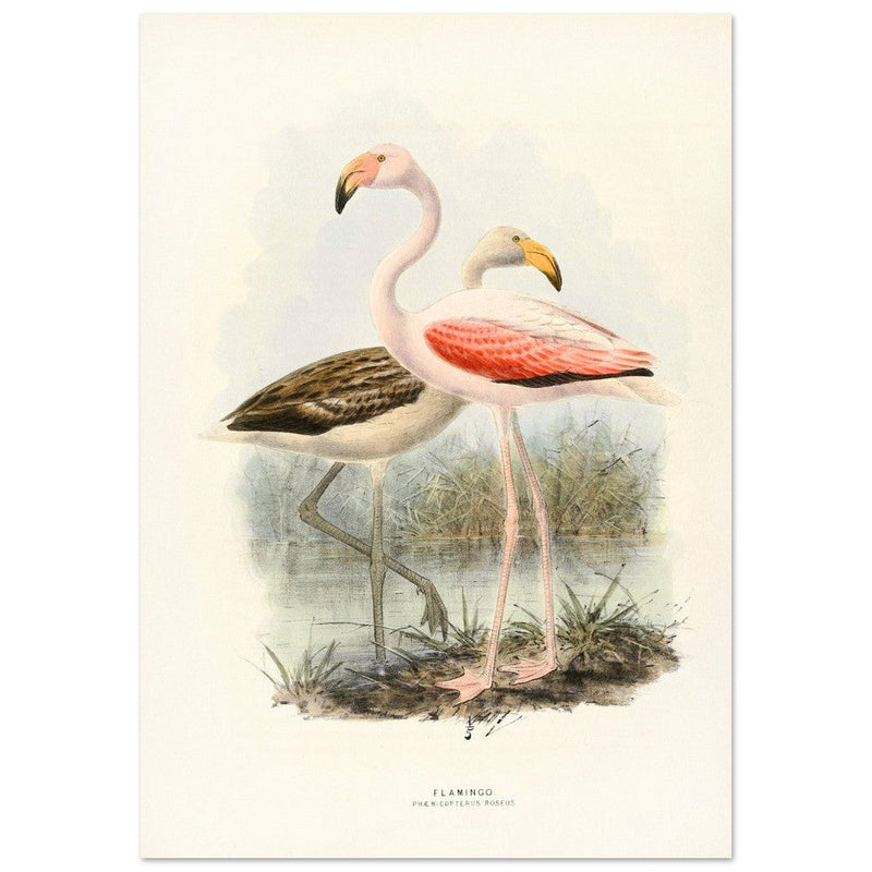 Flamingoes . Vintage bird print .   XIX beautiful illustration of european birds collection.