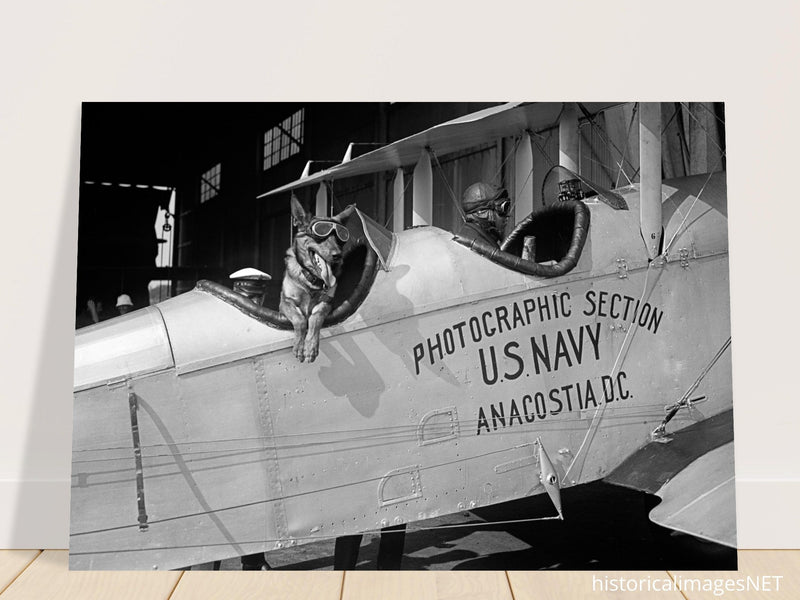 Police dog disguised as a pilot at the Naval Air Station