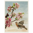 About Robins vintage cute bird illustration by Lady Lindsay
