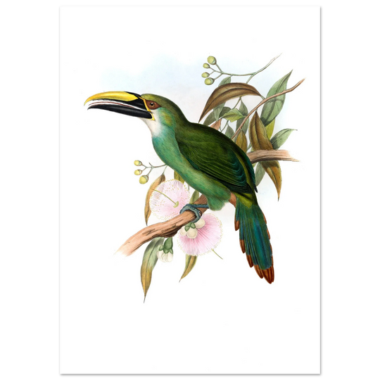 Art print / canvas of vintage green toucan by John Gould XIX Century. Antique bird painting