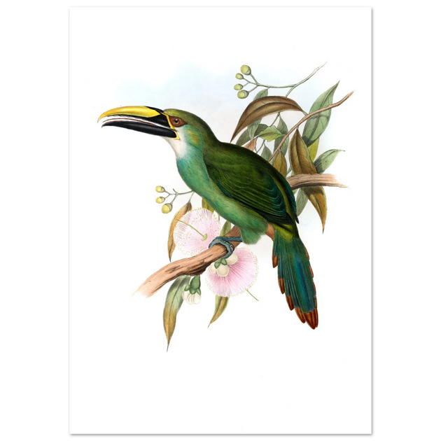 Art print / canvas of vintage green toucan by John Gould XIX Century. Antique bird painting