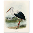 White stork. Vintage bird print .   XIX beautiful illustration of european birds collection.