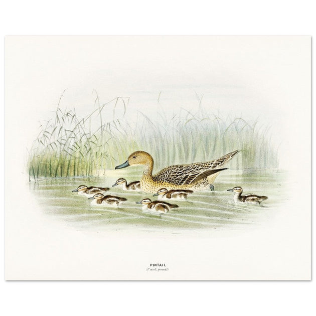 Pintail duck with duclings . Vintage bird print .   XIX beautiful illustration of european birds collection.