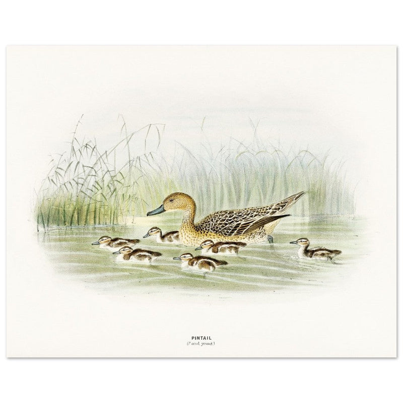 Pintail duck with duclings . Vintage bird print .   XIX beautiful illustration of european birds collection.
