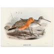 Redbreasted snipe birds. Vintage bird print.   XIX beautiful illustration of asian birds collection.