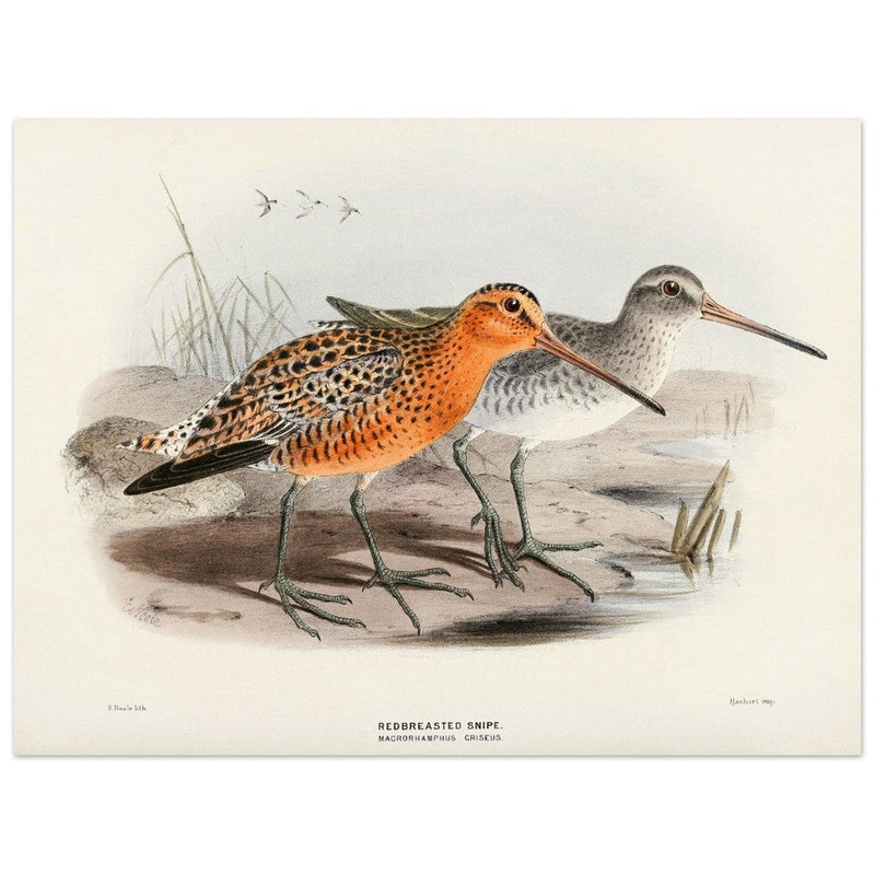 Redbreasted snipe birds. Vintage bird print.   XIX beautiful illustration of asian birds collection.