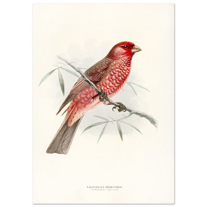 Caucasian Rose finch. Vintage bird print .   XIX beautiful illustration of european birds collection.